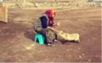 Evinin önüne gelen 'Yonca' ismini verdiği tilkiyi 4 aydır besliyor Evinin önüne gelen 'Yonca' ismini verdiği tilkiyi 4 aydır besliyor