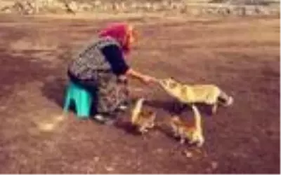 Evinin önüne gelen 'Yonca' ismini verdiği tilkiyi 4 aydır besliyor Evinin önüne gelen 'Yonca' ismini verdiği tilkiyi 4 aydır besliyor