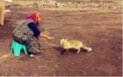 Evinin önüne gelen 'Yonca' ismini verdiği tilkiyi 4 aydır besliyor Evinin önüne gelen 'Yonca' ismini verdiği tilkiyi 4 aydır besliyor