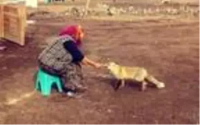 Evinin önüne gelen 'Yonca' ismini verdiği tilkiyi 4 aydır besliyor Evinin önüne gelen 'Yonca' ismini verdiği tilkiyi 4 aydır besliyor
