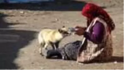 Evinin önüne gelen 'Yonca' ismini verdiği tilkiyi 4 aydır besliyor Evinin önüne gelen 'Yonca' ismini verdiği tilkiyi 4 aydır besliyor