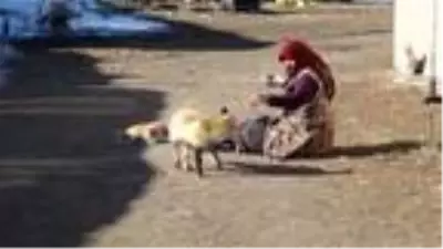 Evinin önüne gelen 'Yonca' ismini verdiği tilkiyi 4 aydır besliyor Evinin önüne gelen 'Yonca' ismini verdiği tilkiyi 4 aydır besliyor