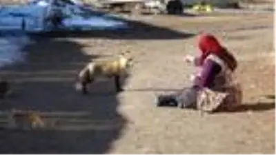 Evinin önüne gelen 'Yonca' ismini verdiği tilkiyi 4 aydır besliyor Evinin önüne gelen 'Yonca' ismini verdiği tilkiyi 4 aydır besliyor