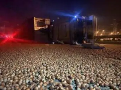 Düzce'de fındık yüklü tır devrildi, yol fındık tarlasına döndü Düzce'de fındık yüklü tır devrildi, yol fındık tarlasına döndü