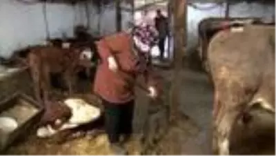 - İŞKUR'un engellilere desteğiyle hayvan aldı, hayata tutundu - İŞKUR'un engellilere desteğiyle hayvan aldı, hayata tutundu