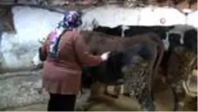 - İŞKUR'un engellilere desteğiyle hayvan aldı, hayata tutundu - İŞKUR'un engellilere desteğiyle hayvan aldı, hayata tutundu