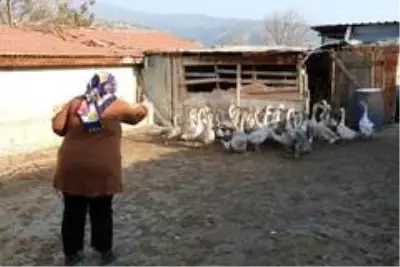- İŞKUR'un engellilere desteğiyle hayvan aldı, hayata tutundu - İŞKUR'un engellilere desteğiyle hayvan aldı, hayata tutundu