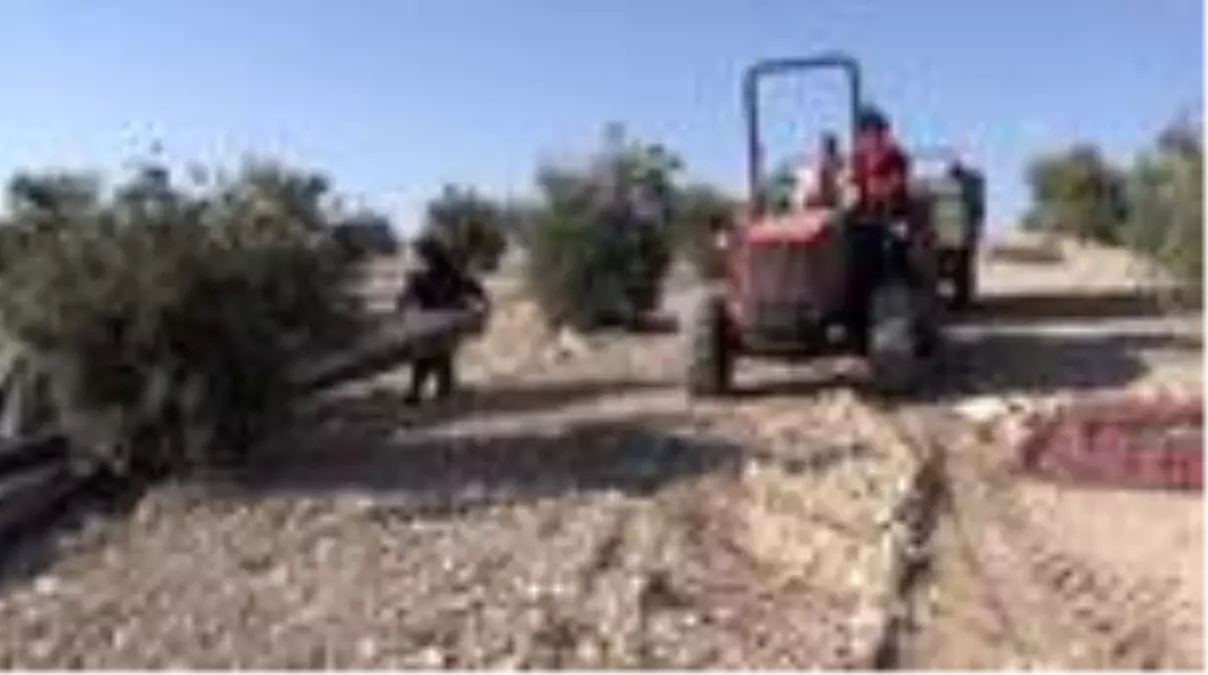 Kadın girişimcinin zeytinyağında ihracat başarısı