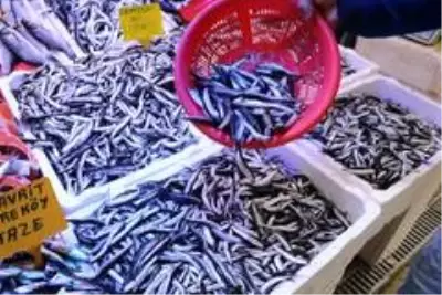 Karadeniz hamsisi 8 TL'ye düştü Karadeniz hamsisi 8 TL'ye düştü