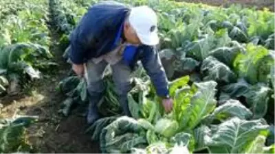 2 ay önce değeri olmayan karnabahar şimdi cep yakıyor 2 ay önce değeri olmayan karnabahar şimdi cep yakıyor