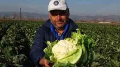 2 ay önce değeri olmayan karnabahar şimdi cep yakıyor 2 ay önce değeri olmayan karnabahar şimdi cep yakıyor