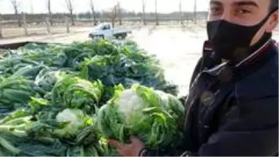 2 ay önce değeri olmayan karnabahar şimdi cep yakıyor 2 ay önce değeri olmayan karnabahar şimdi cep yakıyor