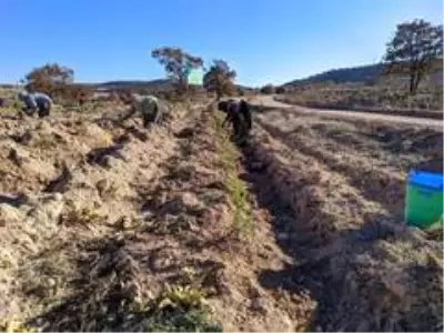 Kocakaya ailesi için tesis edilen 'hatıra ormanı'na 2 bin adet karaçam ve sedir fidanı dikildi Kocakaya ailesi için tesis edilen 'hatıra ormanı'na 2 bin adet karaçam ve sedir fidanı dikildi