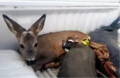 Son dakika... Köpeklerin saldırısına uğrayan karacayı polisler ve vatandaşlar kurtardı Son dakika... Köpeklerin saldırısına uğrayan karacayı polisler ve vatandaşlar kurtardı