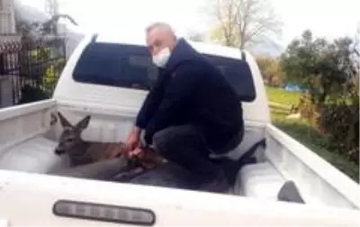 Son dakika... Köpeklerin saldırısına uğrayan karacayı polisler ve vatandaşlar kurtardı Son dakika... Köpeklerin saldırısına uğrayan karacayı polisler ve vatandaşlar kurtardı