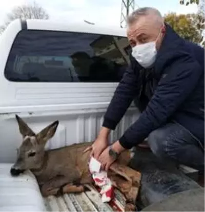 Son dakika... Köpeklerin saldırısına uğrayan karacayı polisler ve vatandaşlar kurtardı Son dakika... Köpeklerin saldırısına uğrayan karacayı polisler ve vatandaşlar kurtardı