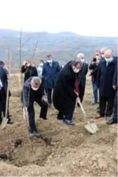 Samsun'da çiftçilere 37 bin meyve fidanı dağıtımına başlandı Samsun'da çiftçilere 37 bin meyve fidanı dağıtımına başlandı