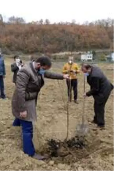 Samsun'da çiftçilere 37 bin meyve fidanı dağıtımına başlandı Samsun'da çiftçilere 37 bin meyve fidanı dağıtımına başlandı