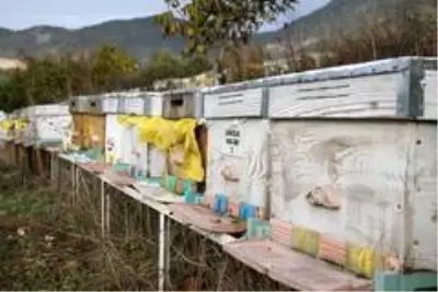 TAB Başkanı Şahin'den 'arı ürünleri uyarısı' TAB Başkanı Şahin'den 'arı ürünleri uyarısı'