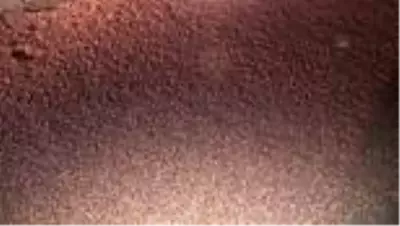 Tırın devrilmesi sonucu D-100 karayolu fındıkla kaplandı Tırın devrilmesi sonucu D-100 karayolu fındıkla kaplandı