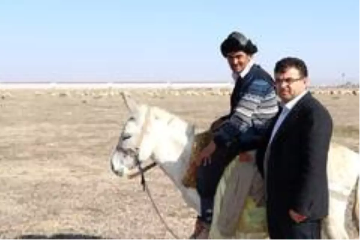 Türkiye'nin çobanları Orta Asya'dan