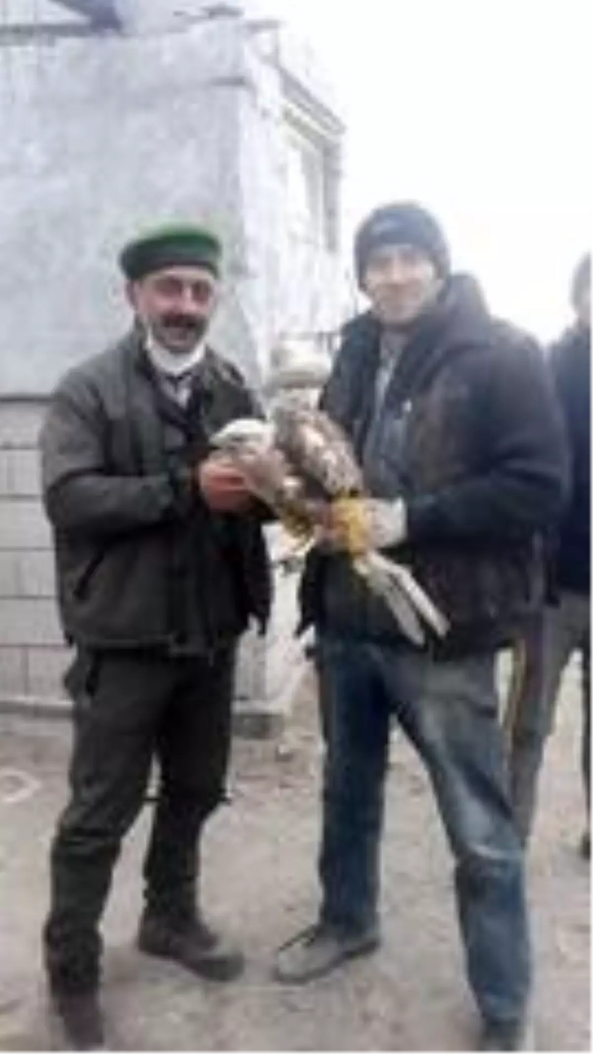 Yaralı şahine yardım eli