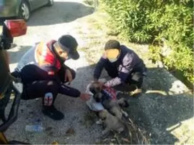 Yavru köpekleri çuvalla dereye atarken yakalandılar Yavru köpekleri çuvalla dereye atarken yakalandılar