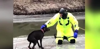 ABD'de buz tutan nehirde mahsur kalan köpek kurtarıldı