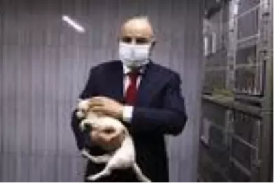 Ankara'da bodrumda bulunan 68 köpek, tedaviye alındı Ankara'da bodrumda bulunan 68 köpek, tedaviye alındı