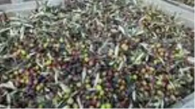 Çevre dostu zeytin çekirdeği, Yunanistan'a ihraç ediliyor Çevre dostu zeytin çekirdeği, Yunanistan'a ihraç ediliyor