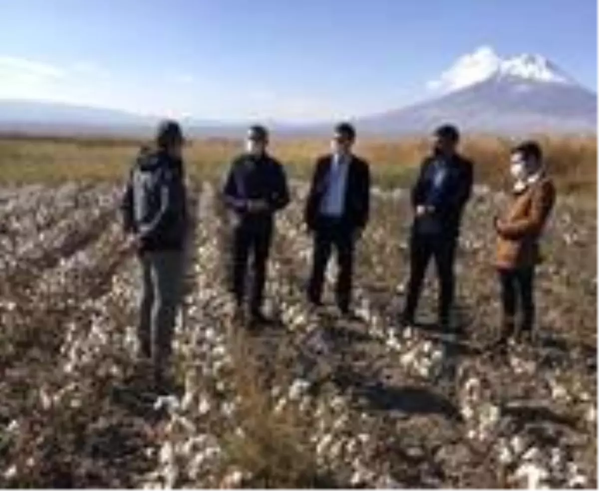 Çukurovada Pamuk hasadı zamanı