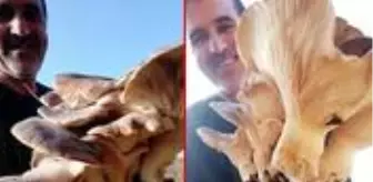 Görenler gözlerine inanamıyor! Bodrumlu vatandaş 5 kilo 624 gram ağırlığında mantar buldu Görenler gözlerine inanamıyor! Bodrumlu vatandaş 5 kilo 624 gram ağırlığında mantar buldu
