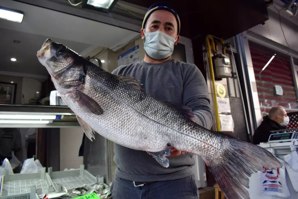Karadeniz'de ağlara takılan 8 kilogramlık levrek 1.040 liradan satışa sunuldu