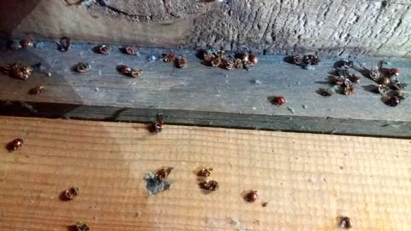 Uğur böceği istilasına uğrayan Rize'de vatandaş isyan etti: Arı kovanlarımıza zarar veriyor