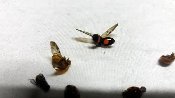 Uğur böceği istilasına uğrayan Rize'de vatandaş isyan etti: Arı kovanlarımıza zarar veriyor
