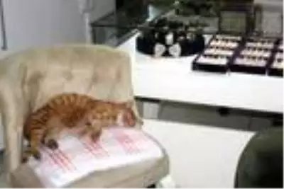 Soğuk havada iş yerine giren kedi, koltukta uyudu