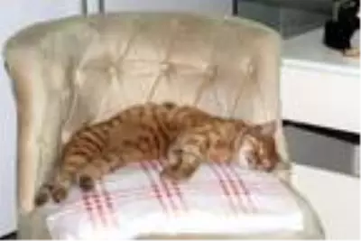 Soğuk havada iş yerine giren kedi, koltukta uyudu