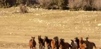 Salı: Soyları Osmanlı Süvari birliğine dayanıyor, uçsuz bucaksız doğada özgürce yaşıyorlar Salı: Soyları Osmanlı Süvari birliğine dayanıyor, uçsuz bucaksız doğada özgürce yaşıyorlar