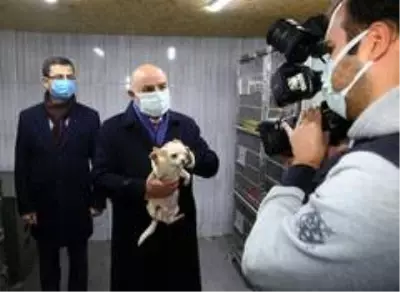 Uygunsuz şartlarda yetiştirilen 68 köpeğe Keçiören Belediyesi sahip çıktı Uygunsuz şartlarda yetiştirilen 68 köpeğe Keçiören Belediyesi sahip çıktı