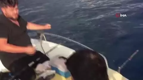 Balon balığı avı balıkçıları sevindirdi Balon balığı avı balıkçıları sevindirdi