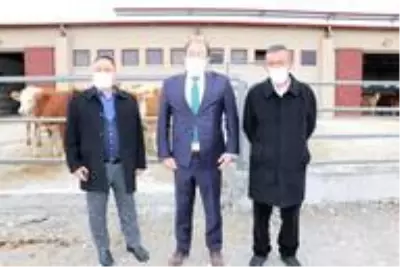 Damızlık düve merkezinin ilk düveleri İsviçre'den geldi Damızlık düve merkezinin ilk düveleri İsviçre'den geldi
