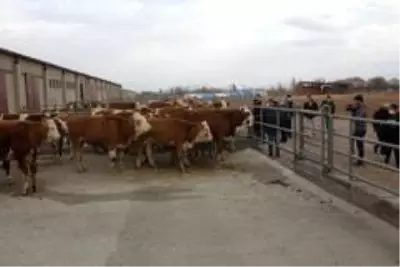 Damızlık düve merkezinin ilk düveleri İsviçre'den geldi Damızlık düve merkezinin ilk düveleri İsviçre'den geldi