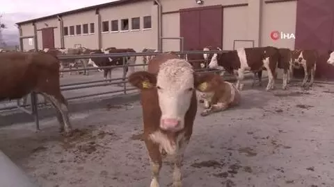 Damızlık düve merkezinin ilk düveleri İsviçre'den geldi Damızlık düve merkezinin ilk düveleri İsviçre'den geldi