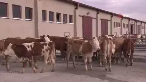 Damızlık düve merkezinin ilk düveleri İsviçre'den geldi Damızlık düve merkezinin ilk düveleri İsviçre'den geldi