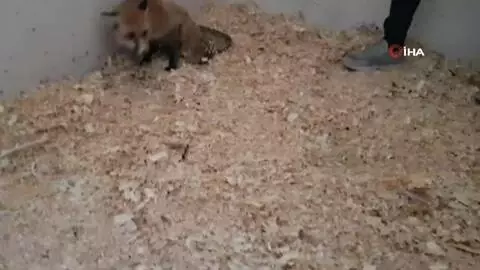 Engelli hayvanların dostu, tilkiye protez bacak yaptı Engelli hayvanların dostu, tilkiye protez bacak yaptı