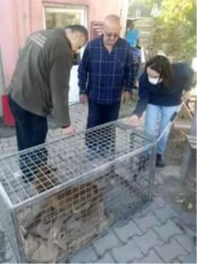 Hayvan severler yaralı bulunca Milli Park Şefliğine getirdi Hayvan severler yaralı bulunca Milli Park Şefliğine getirdi