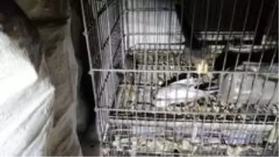 Komşusu balkonda mangal yaktı, 5 muhabbet kuşu telef oldu Komşusu balkonda mangal yaktı, 5 muhabbet kuşu telef oldu