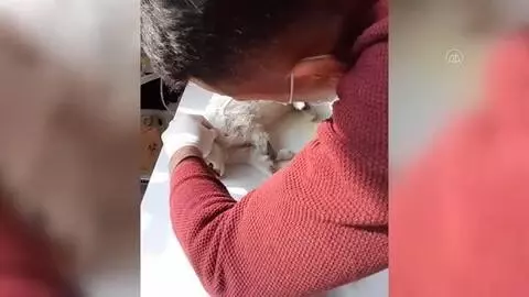 Otomobilin çarptığı kedi tedavi edildi Otomobilin çarptığı kedi tedavi edildi