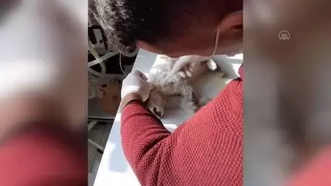 Otomobilin çarptığı kedi tedavi edildi