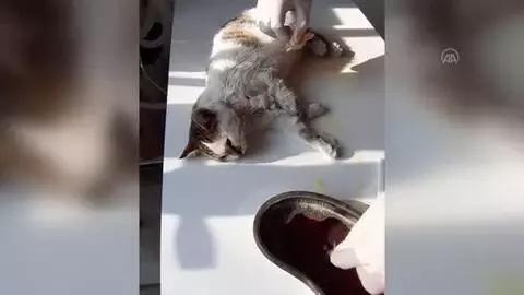 Otomobilin çarptığı kedi tedavi edildi